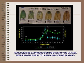 EVOLUCION DE LA PRODUCCION DE ETILENO Y DE LA TASA
 RESPIRATORIA DURANTE LA MADURACION DE PLATANO.
 