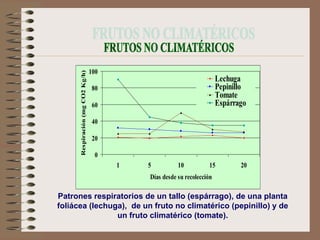 100
      Respiración (mg CO2 Kg/h)
                                                                        Lechuga
                                   80                                   Pepinillo
                                                                        Tomate
                                   60                                   Espárrago

                                   40

                                   20

                                    0
                                        1   5          10           15         20
                                            Días desde su recolección

Patrones respiratorios de un tallo (espárrago), de una planta
foliácea (lechuga), de un fruto no climatérico (pepinillo) y de
                un fruto climatérico (tomate).
 