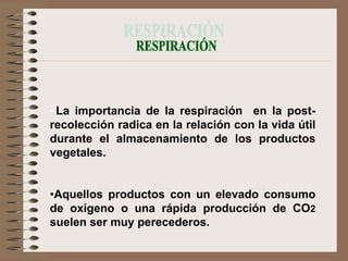 • La importancia de la respiración   en la post-
recolección radica en la relación con la vida útil
durante el almacenamiento de los productos
vegetales.


•Aquellos productos con un elevado consumo
de oxígeno o una rápida producción de CO2
suelen ser muy perecederos.
 