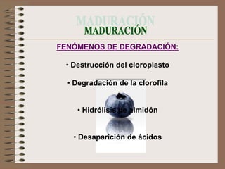 FENÓMENOS DE DEGRADACIÓN:

 • Destrucción del cloroplasto

  • Degradación de la clorofila


    • Hidrólisis de almidón


   • Desaparición de ácidos
 