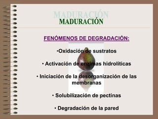 FENÓMENOS DE DEGRADACIÓN:

        •Oxidación de sustratos

  • Activación de enzimas hidrolíticas

• Iniciación de la desorganización de las
               membranas

      • Solubilización de pectinas

       • Degradación de la pared
 