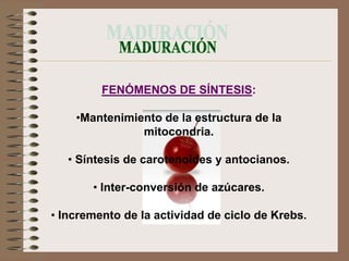 FENÓMENOS DE SÍNTESIS:

    •Mantenimiento de la estructura de la
               mitocondria.

   • Síntesis de carotenoides y antocianos.

       • Inter-conversión de azúcares.

• Incremento de la actividad de ciclo de Krebs.
 