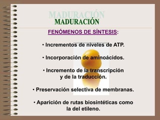 FENÓMENOS DE SÍNTESIS:

   • Incrementos de niveles de ATP.

   • Incorporación de aminoácidos.

   • Incremento de la transcripción
          y de la traducción.

• Preservación selectiva de membranas.

• Aparición de rutas biosintéticas como
             la del etileno.
 