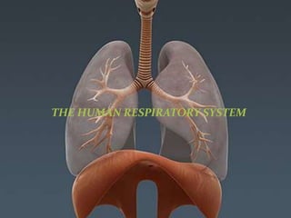 THE HUMAN RESPIRATORY
SYSTEM
THE HUMAN RESPIRATORY SYSTEM
 