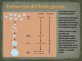 El hielo glaciar se forma  mediante dos procesos: -Compactación: debido a la presión ejercida por las capas superiores, la nieve se compacta formando neviza y finalmente hielo glaciar. -Fusión y rehielo: el agua que se forma al descongelarse las capas altas del glaciar, se filtra por los huecos de aire que hay entre la nieve, y al llegar a zonas bajas , por lo tanto mas frías, se vuelve a congelar  y ocupa esos huecos. 