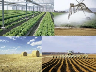 Els agricultors utilitzen diverses tècniques o sistemes de conreu,
per obtenir els productes agraris, els quals poden variar segons:
• La varietat dels productes conreats: policultura, en la qual
l'espai agrari es divideix en moltes parcel·les petites on es
conreen espècies vegetals diferents, i monocultura, on l'espai
agrari s'especialitza en el conreu d'un sol producte (cereals,
vinya, olivera…).
• El sistema de regatge utilitzat: de secà, quan els conreus
únicament reben l'aigua de la pluja, o de regadiu, quan una
part del regatge es fa de manera artificial.
• L'aprofitament del sòl agrícola: intensiu, quan s'intenta
aconseguir la màxima productivitat en una superfície tan
petita com sigui possible i amb grans inversions (adobs, llavors
seleccionades, maquinària...), i extensiu, quan es conreen
grans parcel·les per obtenir a baix cost grans quantitats d'un
producte (cafè, cotó, sucre…).
 