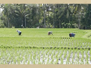 b) Agricultura extensiva de secà: es caracteritza per la rotació de
conreus. La terra es divideix en tres parts: dues es dediquen al
conreu, principalment de cereals (mill, blat de moro...) i la tercera
es deixa en guaret, perquè recuperi la fertilitat. Es practica a
zones de clima tropical d'Àfrica, Àsia i d'Amèrica del Sud.
c) Agricultura irrigada de l'arròs: es tracta d'una agricultura
intensiva, que fa servir molta mà d'obra i té una gran
productivitat per abastar la nombrosa població de les regions on
es produeix. L'arròs és un tipus de conreu que no empobreix el
sòl i permet obtenir dues collites l'any: una a l'estiu i una altra a
l'hivern. Aquest tipus d'agricultura es practica principalment a la
zona del sud-est asiàtic.
 