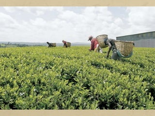 És habitual trobar als mercats dels països desenvolupats
productes agrícoles procedents de països molt llunyans. Aquests
productes responen als gustos dels consumidors i tenen uns preus
competitius.
Per aconseguir una producció molt elevada i vendre-la a l'exterior,
les activitats agràries incorporen maquinària moderna, fertilitzants
i llavors seleccionades, són possibles gràcies a grans inversions
econòmiques.
a) Agricultura de plantació: es tracta de grans explotacions de
monocultura (cafè, te, canya de sucre, cotó...) en zones tropicals.
És una agricultura molt tecnificada i orientada a l'exportació, per
la qual cosa depèn de la demanda dels mercats internacionals i de
la seva competitivitat en el preu.
 