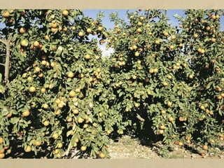 b) Agricultura cerealista extensiva: és pròpia de les grans planes
dels Estats Units, el Canadà i Austràlia. És una agricultura molt
mecanitzada, que exigeix molt poca mà d'obra i és molt rendible.
Es conreen cereals (blat, sègol, blat de moro) i oleaginoses (soja,
gira-sol) per a l'exportació.
c) Agricultura mediterrània moderna: En destaquen els conreus
de regadiu (fruita i hortalisses), que són més rendibles que no pas
els de secà. Els hivernacles i els productes amb denominació
d'origen han permès augmentar aquesta rendibilitat.
 