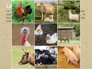 La ramaderia consisteix en la cria d'animals domesticables per
explotar-los. Hi ha diverses formes d'explotació ramadera, la
localització de les quals està determinada pels factors naturals
(clima, relleu...) i pel desenvolupament econòmic de cada país.
 