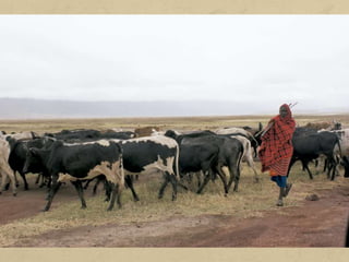 La ramaderia tradicional consisteix a obtenir productes d'origen
animal per a l'autoconsum. Aquest tipus de ramaderia acostuma a
ser un complement de l'agricultura, ja que els animals serveixen
per treballar el camp i els excrements s'aprofiten com a adob.
Els camperols tenen petits ramats d'ovelles o cabres, que els
proporcionen llet, carn i llana. El bestiar s'alimenta de les restes de
les collites o pastura lliurement a les parcel·les no conreades i a les
muntanyes properes.
Aquest tipus de ramaderia es practica en zones intertropicals, en
algunes regions monsòniques i en diverses àrees mediterrànies.
A les zones molt seques, on la pràctica de l'agricultura és gairebé
inexistent, hi domina el pasturatge nòmada: els pastors es
desplacen amb els ramats de camells, ovelles o cabres buscant
pastures i aigua.
 