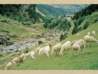L'objectiu de la ramaderia comercial és vendre la producció en el
mercat i obtenir-ne el màxim benefici; això s'aconsegueix amb la
selecció de races, l'automatització dels processos productius, les
millores en l'alimentació o els avenços científics, aspectes que
requereixen grans inversions.
Hi ha dos tipus de ramaderia comercial:
a) Ramaderia extensiva. Es practica en zones que disposen de
grans extensions per a pastures, com ara l'oest dels Estats
Units i la Pampa argentina (bestiar boví per a carn i llet), i a la
Patagònia argentina, Austràlia o la República de Sud-àfrica
(ovelles per a llana).
La ramaderia extensiva necessita poca mà d'obra, atès que els
ramats pasturen lliurement, però requereix capital per
comprar molts caps de bestiar i tenir bones estructures
comercials.
 