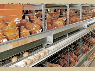 b) Ramaderia intensiva. Es practica en explotacions molt
especialitzades i requereix grans inversions de capital per a mà
d'obra, instal·lacions i aliment per al bestiar. Aquest tipus de
ramaderia es localitza principalment al Canadà, als Estats
Units, a Nova Zelanda i a l'Europa atlàntica.
L'objectiu de la ramaderia intensiva és obtenir la màxima
productivitat en el mínim temps possible. Els animals es
troben en règim 'estabulació, sota condicions de temperatura,
llum i humitat creades de manera artificial, i s'alimenten amb
pinsos.
Les espècies que més es crien per mitjà d'aquest sistema són
el bestiar boví i els animals de granja.
Tanmateix, la ramaderia intensiva crea contaminació, atès que
els purins i altres excrements no es poden aprofitar.
 