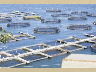 L'aqüicultura consisteix en la cria d'animals i de plantes en aigua
dolça o en aigua salada. Quan es practica en aigües marines, les
instal·lacions se situen en zones costaneres ben delimitades.
Aquesta tècnica té força presència a la Xina, Indonèsia, l'Índia, els
Estats Units i el Japó. Es conreen algues i es crien mol·luscs
(musclos), crustacis (gambetes i llagostes) i alguns peixos (orada i
llobarro).
 