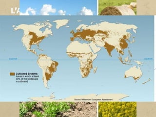 Anomenem agricultura el conjunt d’activitats econòmiques i
tècniques relacionades amb el tractament del sòl i el conreu de la
terra per a la producció d’aliments.
Segons la FAO (Organització de les Nacions Unides per a
l’Alimentació i l’Agricultura), el 30% de la superfície del planeta són
terres dedicades a l’agricultura.
 