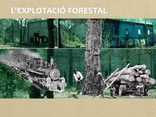 L'explotació dels boscos és una activitat econòmica molt estesa al
nostre planeta. La silvicultura, entesa com el conreu dels boscos
perquè siguin explotats d'una manera sostenible, té també un
important valor paisatgístic i alhora resulta un element clau en
l'equilibri ecològic.
La fusta es fa servir per construir cases noves i, també, per
reformar construccions antigues. Malgrat que les construccions
de fusta acostumen a ser d'una o dues plantes, l'ús de productes
fusters innovadors permet construir edificis de fins a trenta
plantes.
 