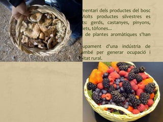 Als països desenvolupats, l'ús alimentari dels productes del bosc
va lligat a la gastronomia. Molts productes silvestres es
converteixen en preats aliments: gerds, castanyes, pinyons,
groselles, aranyons, maduixes, bolets, tòfones...
A més a més, una gran varietat de plantes aromàtiques s'han
revalorat els darrers anys.
Això ha permès el desenvolupament d'una indústria de
transformació que ha servit també per generar ocupació i
reconvertir algunes zones de l'hàbitat rural.
 