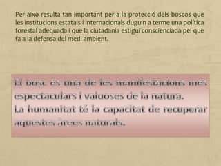 Per això resulta tan important per a la protecció dels boscos que
les institucions estatals i internacionals duguin a terme una política
forestal adequada i que la ciutadania estigui conscienciada pel que
fa a la defensa del medi ambient.
 