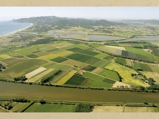 Els latifundis són explotacions molt grans (més de 100 ha).
Aquestes dimensions permeten una agricultura extensiva i
mecanitzada, cosa que crea un nou tipus de treball especialitzat a
fer anar màquines (recol·lectores, sembradores, etc.).
A Espanya, els latifundis predominen sobretot a Castella-la Manxa,
Extremadura i Andalusia.
Les explotacions de dimensions mitjanes tenen al voltant de 30
ha. Acostumen a ser familiars i estan orientades a productes de
qualitat per a un mercat cada vegada més exigent.
A Espanya, aquest tipus d'explotacions ha augmentat, cosa que ha
fet incentivar la reagrupació de parcel·les d'una mateixa
explotació i ha facilitat la inversió per a la pràctica d'una
agricultura intensiva.
 