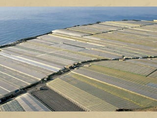 Els minifundis són explotacions força petites (menys de 10 ha).
Les seves dimensions dificulten la mecanització, i el volum escàs
de la producció no permet una bona comercialització sense fer
front a l'augment dels productes industrials d'ús agrari.
El minifundi experimenta canvis profunds perquè l'economia de
mercat força a abandonar l'autoconsum i a incrementar la
producció i la rendibilitat. Aquesta rendibilitat s'obté amb la
pràctica d'una agricultura intensiva o molt científica: plantes
ornamentals, conreus primerencs d'horta de regadiu o conreu
sota plàstic...
A Espanya, el minifundi predomina a la meitat nord peninsular i als
arxipèlags.
 