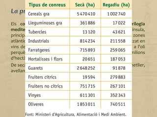Els conreus de secà més estesos són els de la trilogia
mediterrània: el blat era el cereal predominant a la Península,
principalment a totes dues Mesetes; la vinya s'estén a zones
atlàntiques i mediterrànies i la seva producció s'ha especialitzat en
vins de qualitat; i l'olivera, que es destina majoritàriament a l'oli
perquè la producció d'olives és menys rendible, ocupa milions
d'hectàrees a Andalusia (Jaén), Ciudad Real i Badajoz.
De secà també hi ha producció de fruiters de fruita seca (ametller,
avellaner, noguera), oleaginoses (gira-sol) i lleguminoses.
 