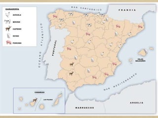 Espanya és el segon país de la Unió Europea pel que fa a
importància ramadera. L'explotació ramadera combina formes
de producció tradicional amb d'altres de producció intensiva
que disposen de tecnologies més avançades.
Les produccions s'obtenen a partir de quatre tipus de bestiar:
• Boví, per a carn i llet, en què Espanya és el tercer país de la
Unió Europea en nombre de caps.
• Oví, per a carn i llet, en què la producció de llana és
residual.
• Porcí, amb una producció que es destina al consum fresc i a
la elaboració d'embotits.
• Avicultura, per a carn i ous, una activitat altament
industrialitzada i que obté uns rendiments molt elevats.
 