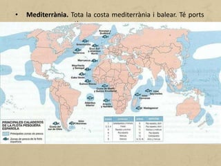 • Mediterrània. Tota la costa mediterrània i balear. Té ports
pesquers poc actius.
• Sud-atlàntica. S'estén des d'Ayamonte fins a la Línea de la
Concepción. Comprèn els ports de Cadis, Huelva i Algeciras,
on es desembarquen espècies d'un gran valor econòmic
(escamarlans, llagostins...), sovint procedents de les costes
africanes.
• Canàries. Els ports més importants són Las Palmas i
Arrecife. Es practica la pesca d'altura i de gran altura a les
costes
 