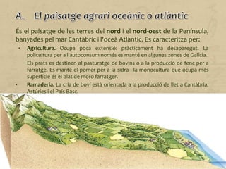 És el paisatge de les terres del nord i el nord-oest de la Península,
banyades pel mar Cantàbric i l'oceà Atlàntic. Es caracteritza per:
• Agricultura. Ocupa poca extensió: pràcticament ha desaparegut. La
policultura per a l'autoconsum només es manté en algunes zones de Galícia.
Els prats es destinen al pasturatge de bovins o a la producció de fenc per a
farratge. Es manté el pomer per a la sidra i la monocultura que ocupa més
superfície és el blat de moro farratger.
• Ramaderia. La cria de boví està orientada a la producció de llet a Cantàbria,
Astúries i el País Basc.
A Galícia, la producció de boví es destina prioritàriament a la carn.
• Silvicultura. El bosc s'explota de manera intensiva per obtenir fusta.
Actualment es duen a terme plantacions d'eucaliptus, que són molt
rendibles gràcies al seu ràpid creixement.
• Estructura agrària. Hi predomina el minifundi, principalment a Galícia. Les
explotacions ramaderes són de tipus familiar o de petites empreses
relacionades amb les indústries làcties o càrnies.
• Poblament. Dispers en veïnats o en poblats.
 