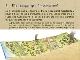 És el paisatge que predomina al litoral i prelitoral mediterrani,
situat a l'est i al sud peninsulars, a les zones de depressions de
l'Ebre i del Guadalquivir i a les illes Balears. Els trets característics
d'aquest paisatge són els següents:
• Agricultura. Destaquen els conreus de secà de la trilogia mediterrània
(cereals, vinya i olivera), l'ametller, l'avellaner i el garrofer. També es
practica el regadiu per a hortalisses, fruiters (cítrics) i fruites tropicals en
hivernacles (alvocat i xirimoia).
• Ramaderia. L'oví i el caprí es practiquen de manera extensiva a les zones de
secà. El boví i el porcí es crien de manera intensiva a les granges, i la seva
producció es destina a abastar la nombrosa població dels nuclis urbans.
• Silvicultura. El bosc mediterrani es troba en un estat de degradació
preocupant, de manera que en aquest cas l'explotació econòmica dels
boscos no resulta del tot rendible.
• Estructura agrària. Les explotacions són de dimensions mitjanes, encara que
a Andalusia hi predomina el latifundi i a les planes litorals, els minifundis
conreats de manera intensiva.
• Poblament. Nombrós i amb tendència a concentrar-se, tot i que també hi
trobem l'hàbitat dispers.
 