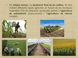 • Els mitjans tècnics i la destinació final de les collites. Al món
trobem diferents espais agrícoles en funció de les tècniques
emprades i l’ús de màquines i productes químics: l’agricultura
de subsistència (autoconsum) i l’agricultura de mercat
(venda).
 