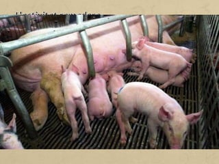 A Catalunya la ramaderia és més important que l'agricultura, ja
que representa gairebé el 60% de la producció del sector agrari,
constitueix un referent cabdal per al manteniment del sector
primari al territori, i subministra una bona part dels productes a la
indústria agroalimentària, una de les més importants a Catalunya.
La ramaderia està orientada a satisfer les demandes de la
població: carn, ous i derivats. Per això el bestiar de creixement
ràpid, criat en granges i alimentat amb pinso és el més estès:
• Porcí. És la producció més destacada, amb més de 6,7 milions
de caps, i representa gairebé la meitat de la producció
ramadera total. Una gran majoria de granges es localitzen al
voltant de l'eix que va de Girona a Lleida.
 