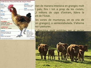• Aviram i conills. Es crien de manera intensiva en granges molt
repartides arreu del país, fins i tot a prop de les ciutats.
Catalunya, amb 44,7 milions de caps d'aviram, lidera la
producció en el conjunt de l'Estat.
• Boví. Predomina a les zones de muntanya, on es cria de
manera estabulada (en granges), o semiestabulada. S'alterna
l'alimentació amb pinso i pastures.
La Unió Europea marca directrius molt estrictes per al sector
ramader com ara mesures sanitàries, sistemes de cria, de
transport, de sacrifici, etc.
 