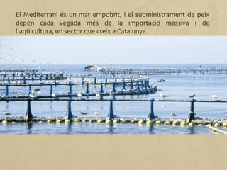 El Mediterrani és un mar empobrit, i el subministrament de peix
depèn cada vegada més de la importació massiva i de
l'aqüicultura, un sector que creix a Catalunya.
Destaca, pel volum de la producció, la cria de mol·luscos (musclo,
ostra portuguesa i cloïssa principalment), tot i que els peixos
(orada, llobarro i tonyina) tenen molt més valor de mercat.
La major part de la producció aqüícola es destina al consum català.
És interessant destacar que gairebé la totalitat de la tonyina
s'exporta al Japó, on aquest peix és molt apreciat.
 