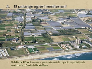 El paisatge agrari mediterrani ocupa la franja costanera de
Catalunya. Com que les característiques climàtiques varien al llarg
d'aquesta zona, el tipus d'agricultura també canvia. De nord a sud
podem distingir:
• La zona més septentrional, on les pluges són suficients, s'ha
especialitzat en el conreu de farratge, a més de cereals, arbres
fruiters i vinya. Són importants també la ramaderia bovina, l'ovina i
la porcina.
• Al Maresme i al Baix Llobregat hi predomina l'agricultura de
regadiu, molt orientada al gran mercat de l'àrea metropolitana de
Barcelona: arbres fruiters, hortalisses, flor tallada i plantes
ornamentals.
• Al sud de la comarca del Garraf i fins al Baix Ebre les terres de
regadiu són més escasses i els conreus de secà dominen el paisatge:
vinya, avellana, ametllers i cereals.
• El delta de l'Ebre forma una gran extensió de regadiu especialitzada
en el conreu d'arròs i d'hortalisses.
 