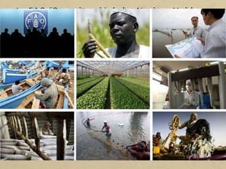 La FAO és un organisme que s’encarrega de dirigir activitats
internacionals de lluita contra la fam.
Aquest organisme facilita el desenvolupament; assessora els
governs en matèria de política i planificació; recopila, analitza i
difon informació, i funciona com a fòrum internacional per
debatre qüestions d’agricultura i d’alimentació. També
s’encarrega de solucionar urgències agrícoles i alimentàries, com
ara les sequeres i les fams.
D’entre les prioritats en podem destacar el foment del
desenvolupament agrícola i rural sostenible i aconseguir que al
món hi regni la sobirania alimentària.
 