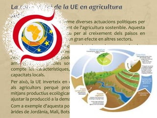 La Unió Europea porta a terme diverses actuacions polítiques per
a l'ajuda i el desenvolupament de l'agricultura sostenible. Aquesta
agricultura té un paper clau per al creixement dels països en
desenvolupament, ja que té un gran efecte en altres sectors.
Uns 500 milions de petites explotacions de menys de dues
hectàrees alimenten 2000 milions de persones a l'Àsia i a l'Àfrica.
Aquestes explotacions poden augmentar la seva productivitat
amb sistemes agrícoles sostenibles adequats, que tinguin en
compte les característiques, les necessitats, les tradicions i les
capacitats locals.
Per això, la UE inverteix en ciència i tecnologia, ofereix incentius
als agricultors perquè protegeixin el medi ambient emprant
mitjans productius ecològicament eficients i ajuda els productors a
ajustar la producció a la demanda del mercat.
Com a exemple d'aquesta política, la UE treballa en diverses zones
àrides de Jordània, Mali, Botswana i el Sudan.
 