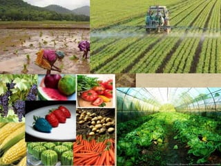 Tot i que les formes tradicionals d’agricultura es mantenen, a
extenses regions del planeta s’ha desenvolupat l’agricultura de
mercat, orientada a l’exportació.
El progrés científic ha permès situar collites en zones inèdites i
augmentar la productivitat per hectàrea. Però l’ús de pesticides o
la modificació genètica també comporten efectes perjudicials per
a la salut de les persones i l’equilibri del medi natural.
 