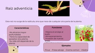 Raíz adventicia
Esta raíz no surge de la radícula, sino que nace de cualquier otra parte de la planta.
Características
-No alcanza mayor
profundidad.
-Tiene la capacidad de
parasitar otra planta.
-Su vida útil depende de la
planta.
Funciones
-Mejora el anclaje al
suelo.
-Almacenamiento.
-Invasión de nuevas
áreas.
-Absorben oxígeno.
Ejemplos
-Ficus -Fresa salvaje -Grama común -Hiedra
 