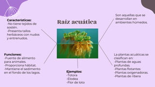 Raíz acuática
Son aquellas que se
desarrollan en
ambientes húmedos.
La plantas acuáticas se
clasifican en:
-Plantas de aguas
profundas.
-Plantas flotantes
-Plantas oxigenadoras.
-Plantas de ribera
Características:
-No tiene tejidos de
sostén.
-Presenta tallos
herbáceos con nudos
y entrenudos.
Funciones:
-Fuente de alimento
para animales.
-Proporciona hábitat.
-Mantiene el sedimento
en el fondo de los lagos. Ejemplos:
-Totora
-Elodea
-Flor de loto
 