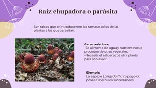 Raíz chupadora o parásita
Son raíces que se introducen en las ramas o tallos de las
plantas a las que parasitan.
Características:
-Se alimenta de agua y nutrientes que
proceden de otros vegetales.
-Necesita el esfuerzo de otra planta
para sobrevivir.
Ejemplo:
La especie Langsdorffia hypogaea
posee tubérculos subterráneos.
 