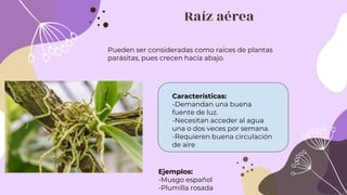 Raíz aérea
Pueden ser consideradas como raíces de plantas
parásitas, pues crecen hacia abajo.
Características:
-Demandan una buena
fuente de luz.
-Necesitan acceder al agua
una o dos veces por semana.
-Requieren buena circulación
de aire
Ejemplos:
-Musgo español
-Plumilla rosada
 