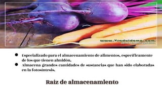 ● Especializado para el almacenamiento de alimentos, específicamente
de los que tienen almidón.
● Almacena grandes cantidades de sustancias que han sido elaboradas
en la fotosíntesis.
Raíz de almacenamiento
 