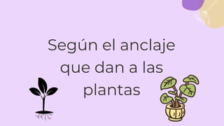 Según el anclaje
que dan a las
plantas
 