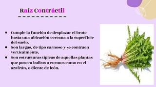 Raíz Contráctil
● Cumple la función de desplazar el brote
hasta una ubicación cercana a la superficie
del suelo.
● Son largas, de tipo carnoso y se contraen
verticalmente.
● Son estructuras típicas de aquellas plantas
que poseen bulbos o cormos como en el
azafrán, o diente de león.
 
