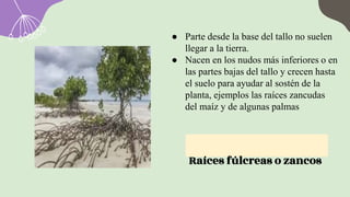 Raíces fúlcreas o zancos
● Parte desde la base del tallo no suelen
llegar a la tierra.
● Nacen en los nudos más inferiores o en
las partes bajas del tallo y crecen hasta
el suelo para ayudar al sostén de la
planta, ejemplos las raíces zancudas
del maíz y de algunas palmas
 