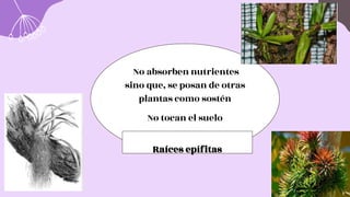 Raíces epífitas
No absorben nutrientes
sino que, se posan de otras
plantas como sostén
No tocan el suelo
Raíces epífitas
 