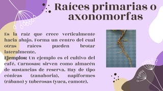 Raíces primarias o
axonomorfas
Es la raíz que crece verticalmente
hacia abajo. Forma un centro del cual
otras raíces pueden brotar
lateralmente.
Ejemplos: Un ejemplo es el cultivo del
café. Carnosas: sirven como almacén
de sustancias de reserva. Hay de tipo
cónicas (zanahoria), napiformes
(rábano) y tuberosas (yuca, camote).
 