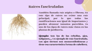 Raíces fasciculadas
También llamada raíz atípica o fibrosa. En
este tipo de raíces no existe una raíz
principal, por lo que todas las
ramificaciones son igual de importantes y
pueden alcanzar tamaños parecidos. Es
uno de los tipos de raíces más vistos en las
plantas de jardinería.
Ejemplo: Son las de las cebollas, ajos,
tulipanes,… Un ejemplo de raíz fasciculada.
Los ajos tiernos son monocotiledóneas y
tiene esa característica forma de cabellera.
 