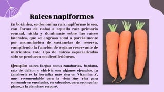 Raíces napiformes
En botánica, se denomina raíz napiforme (o sea,
con forma de nabo) a aquella raíz primaria
central, nítida y dominante sobre las raíces
laterales, que se engrosa total o parcialmente
por acumulación de sustancias de reserva,
cumpliendo la función de órgano reservante de
nutrientes. Este tipo de raíces especializadas
sólo se producen en dicotiledóneas.
Ejemplo: Raíces largas: como zanahorias, bardana,
raíz de daikon y chirivía son algunos ejemplos. La
Zanahoria es la hortaliza más rica en 'Vitamina A',
muy recomendable para la vista Muy rica para
consumir en ensaladas, en salteados, para acompañar
platos, a la plancha o en puré.
 