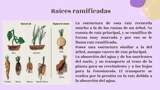 Raíces ramificadas
La estructura de esta raíz recuerda
mucho a la de las ramas de un árbol. No
consta de raíz principal, y se ramifica de
forma muy marcada y por eso se le
llama raíz ramificada.
Posee una estructura similar a la del
árbol, aunque carece de raíz principal.
La absorción del agua y de los nutrientes
del suelo, y su transporte al resto de la
planta para su crecimiento y a las hojas
para la fotosíntesis. El transporte se
realiza por la presión en la raíz debida a
la absorción del agua.
 